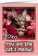 Bengal Cat and Roses Cat’s Meow Valentine’s Day card