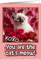 Balinese Kitten and Roses Cat’s Meow Valentine’s Day card