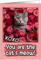 American Shorthair Cat and Roses Cat’s Meow Valentine’s Day card