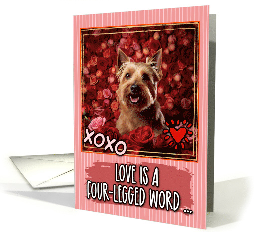 Australian Terrier and Roses Valentine's Day card (1811546)