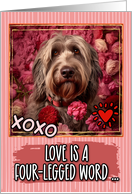 Bergamasco and Roses Valentine’s Day card