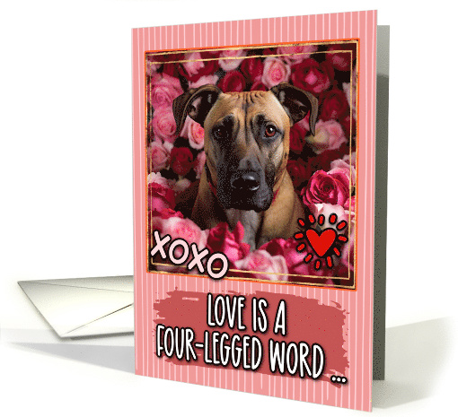 Black Mouth Cur and Roses Valentine's Day card (1811704)