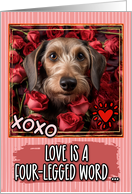 Dachshund Wirehaired and Roses Valentine’s Day card
