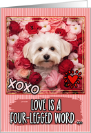 Coton de Tulaer and Roses Valentine’s Day card