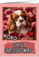 Cavalier King...