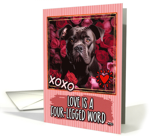 Cane Corso and Roses Valentine's Day card (1811864)