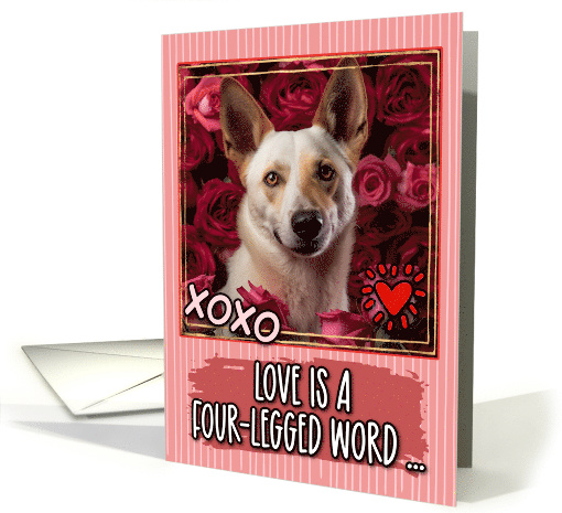 Canaan Dog and Roses Valentine's Day card (1811868)