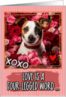 Jack Russell Terrier and Roses Valentine’s Day card