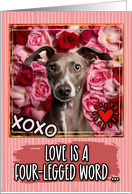 Italian Greyhound and Roses Valentine’s Day card