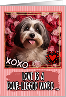 Havanese Dog and Roses Valentine’s Day card