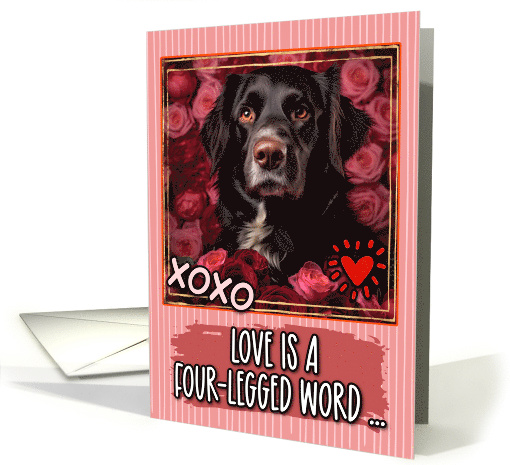Frysian Stabyhoun and Roses Valentine's Day card (1812040)
