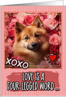 Finnish Spitz and Roses Valentine’s Day card