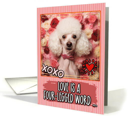 White Poodle and Roses Valentine's Day card (1812130)