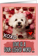 Bolognese Dog and Roses Valentine’s Day card
