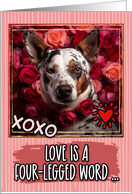 Texas Heeler and Roses Valentine’s Day card