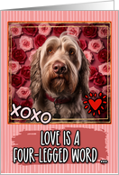 Spinone Italiano and Roses Valentine’s Day card