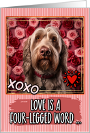 Spinone Italiano and...