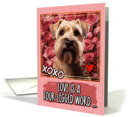 Soft Coated Wheaten Terrier and Roses Valentine's Day card (1812226)