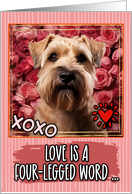 Soft Coated Wheaten Terrier and Roses Valentine’s Day card