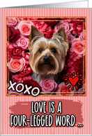 Silky Terrier and Roses Valentine’s Day card