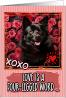 Schipperke and Roses Valentine’s Day card