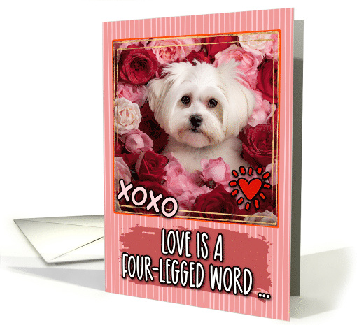 Maltese Dog and Roses Valentine's Day card (1812420)