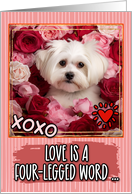 Maltese Dog and Roses Valentine’s Day card