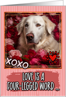 Kuvasz and Roses Valentine’s Day card