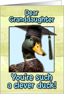 Granddaughter Congratulations Graduation Clever Duck card