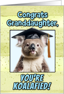 Granddaughter Congratulations Graduation Koala Bear card