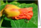 Flower with Water Drop Reflection card