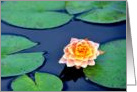 Water Lily card