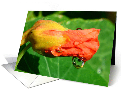 Flower with Water Drop Reflection card (1346670)