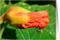 Flower with Water Drop Reflection card