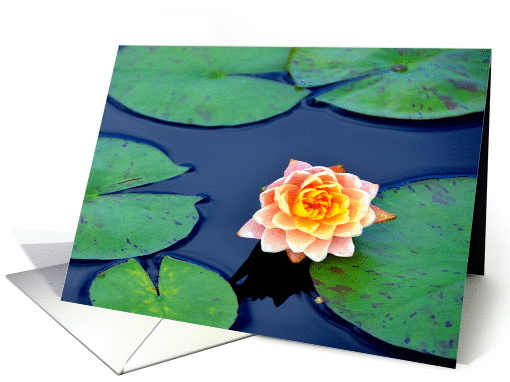 Water Lily card (1346676)