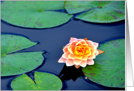 Water Lily card