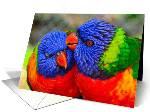 Lorikeet Parrots card (1347726)