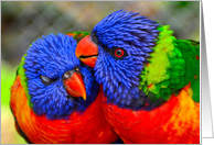 Lorikeet Parrots