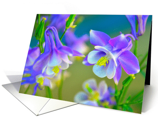 Colorado Purple Columbine Flowers. card (1347730)