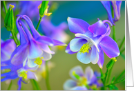 Colorado Purple Columbine Flowers. card