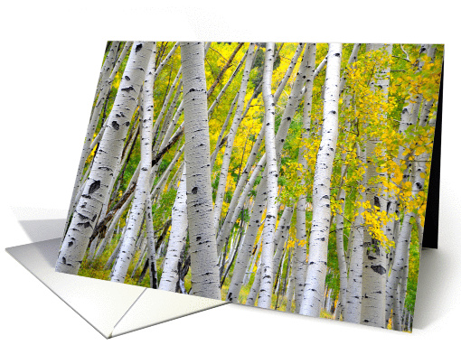 Colorado Aspen Trees in the Fall card (1347768)