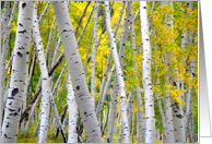 Colorado Aspen Trees...