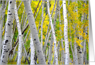 Colorado Aspen Trees in the Fall card