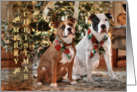 A Bubba and Kensie Merry Christmas card