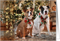 A Bubba and Kensie Merry Christmas card