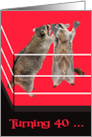 40th Birthday Boxing Theme with Raccoons Wearing Boxing Gloves card
