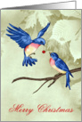 Christmas, general, two beautiful blue birds, one with a red ornament card