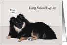 National Dog Day on August 26 with a Beautiful Sable Pomeranian card