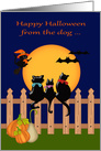 Halloween from the dog while away at college, three cats gazing, moon card