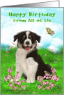 Birthday from All Of Us , A border collie sitting in a flower meadow card